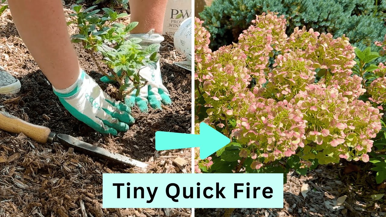 Planting a Tiny Quick Fire Hydrangea Hedge: Care Tips Included!