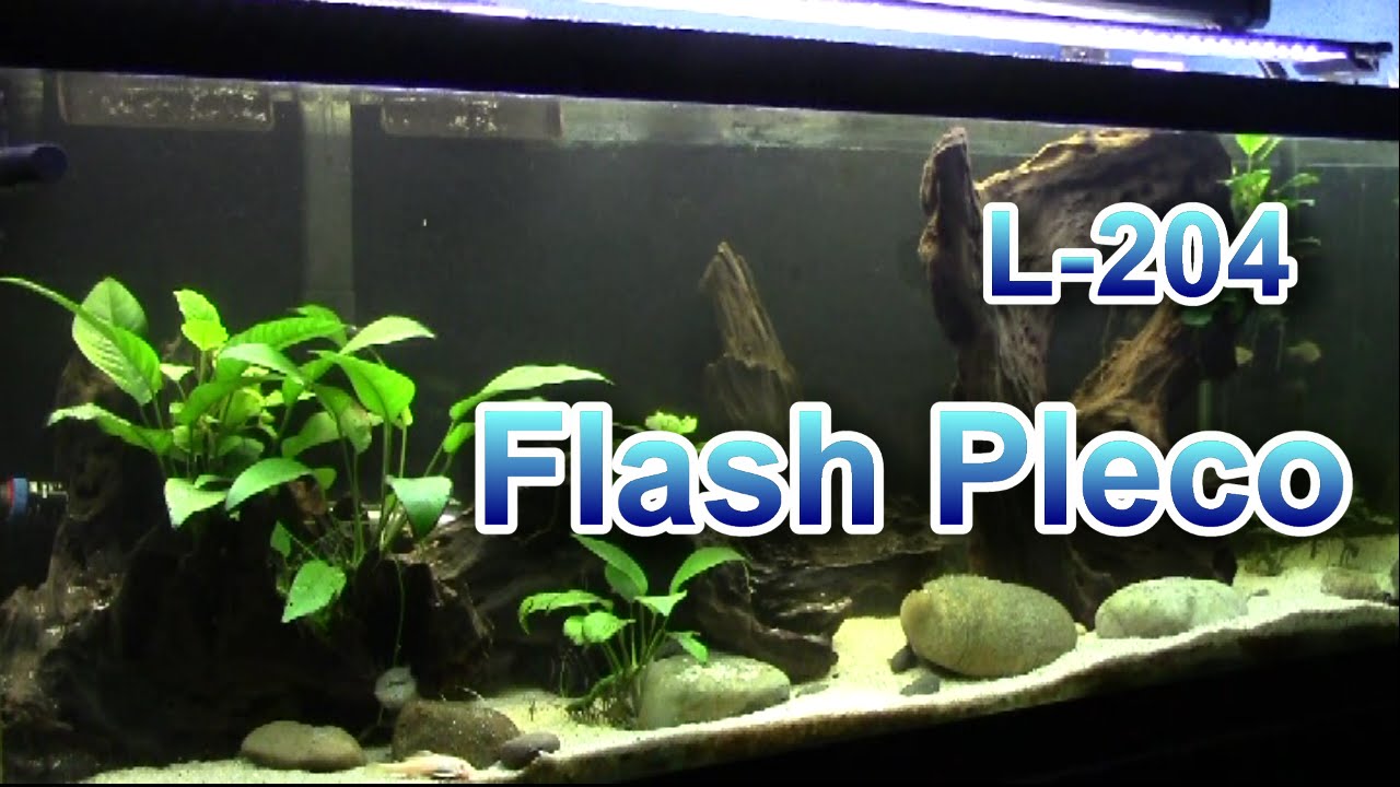 L-204 Flash Pleco