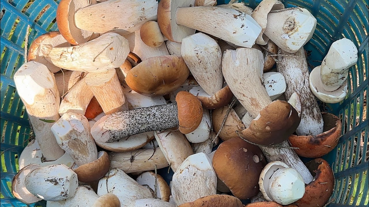 ไฮไลท์สวยๆ (Powt&oacute;rka) Boletus edulis 🇳🇴Steinsopp 🇸🇪 Karl_Johan เห็ดผึ้งหวานสวยๆ
