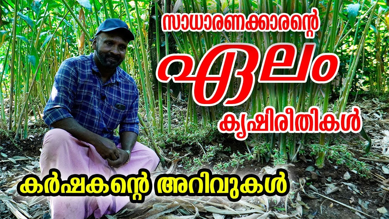ഏലം കൃഷി | നിറവിളവിനു ചാണകം ഉപയോഗിക്കുന്ന രീതി കർഷകന്റെ അറിവുകൾ 