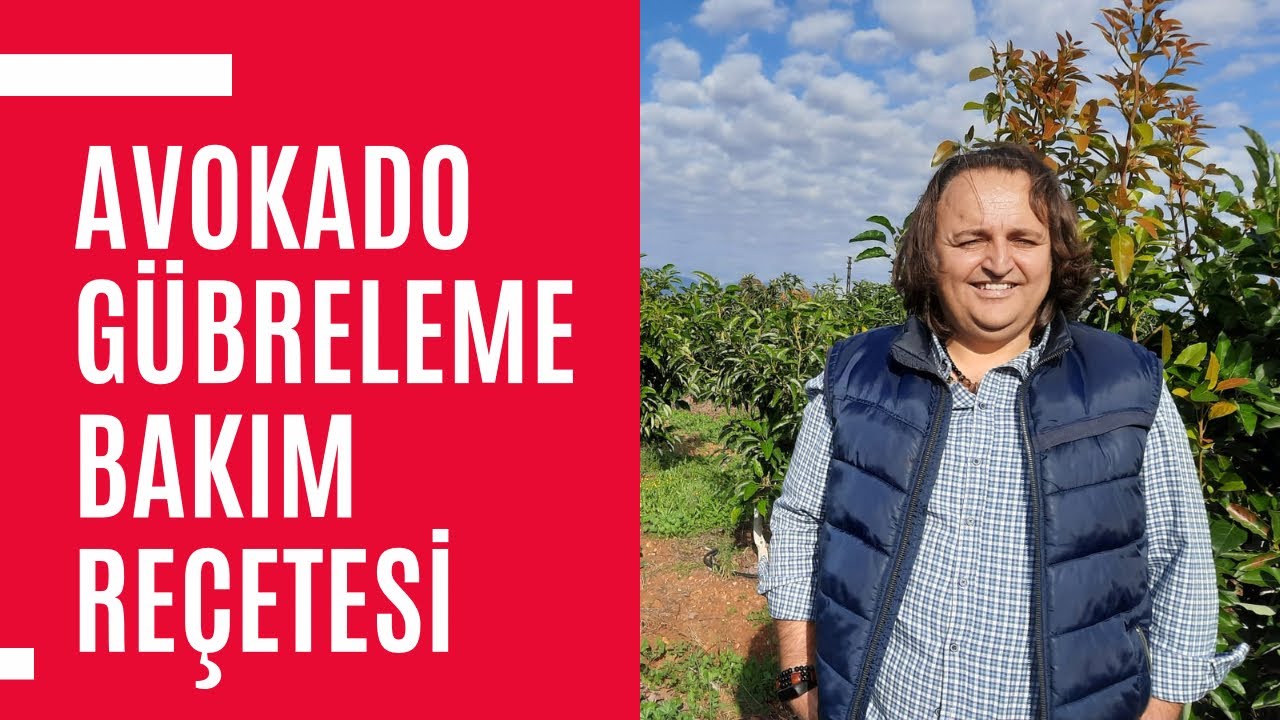Avokado Gübreleme Bakım Reçetesi - Dr. Süleyman Bayram’dan Ders Niteliğinde Bilgiler