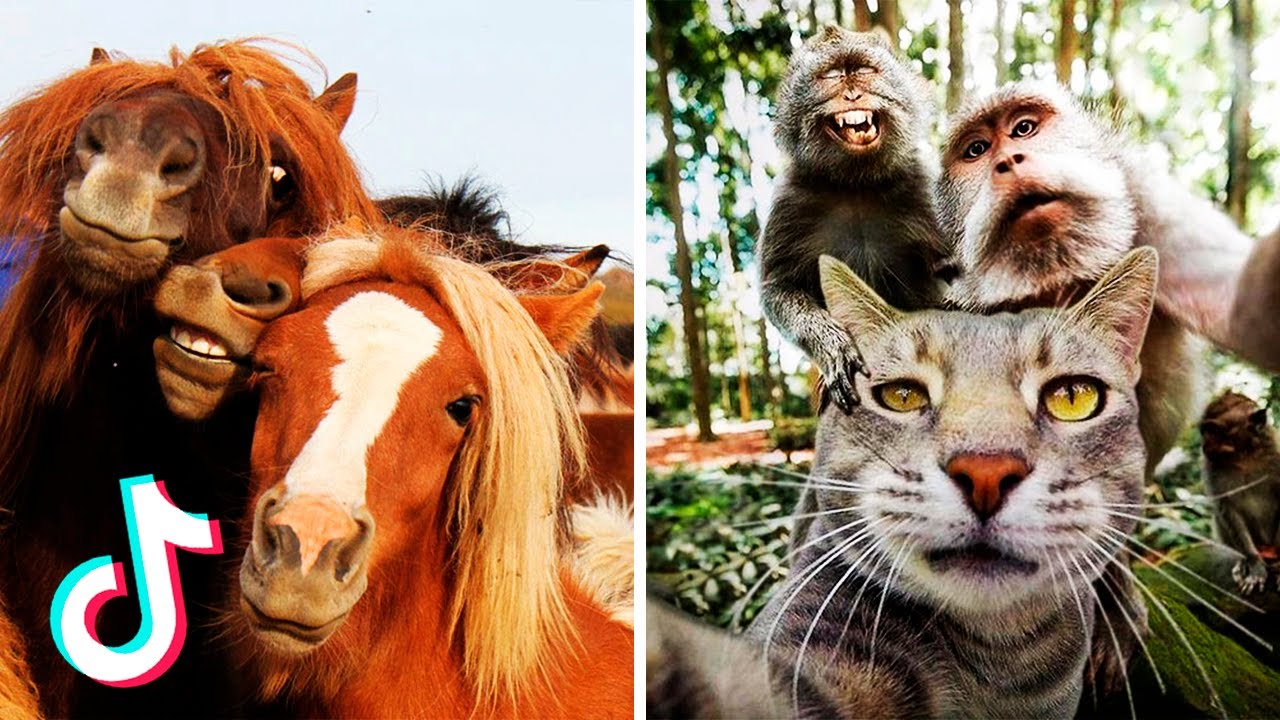 Pets & Animals | Нет ничего лучше, чтобы поднять вам настроение, чем видео с забавными животными