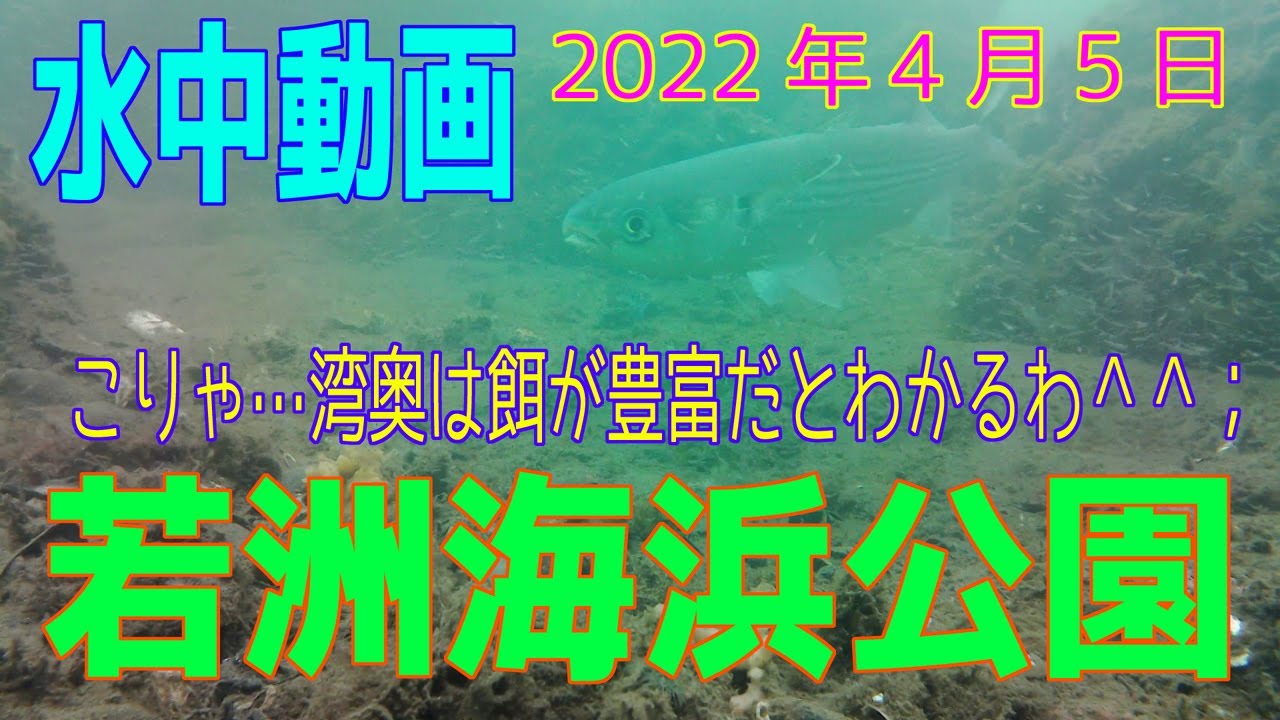水中動画（2022年4月5日）in 若洲海浜公園