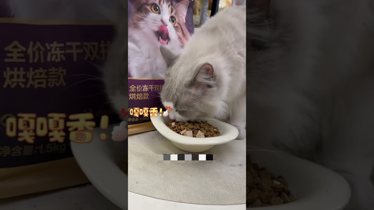 &laquo;Драма в ванной у рассерженного котенка!&raquo; 🐱🛁 #ytshorts #english #usashorts #shorts #youtubeviral