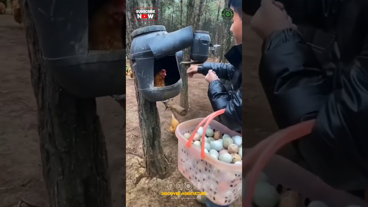 Collecting Chicken Eggs