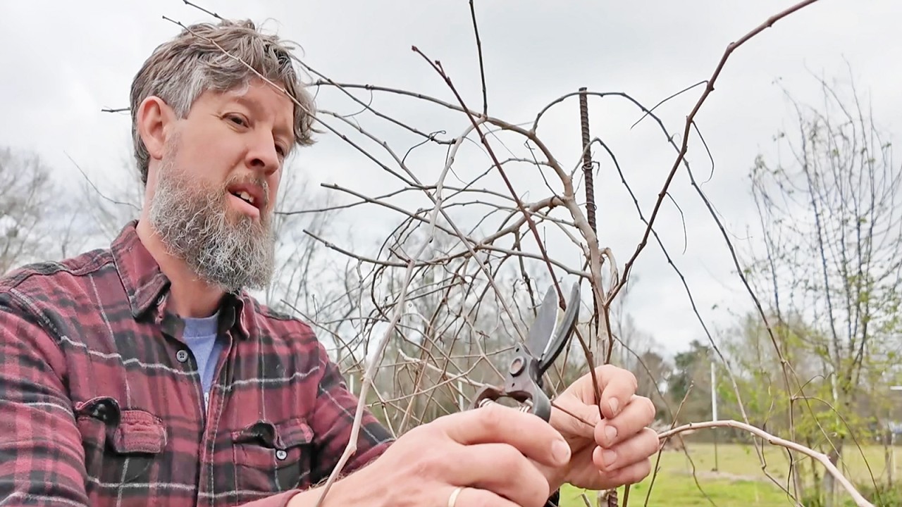Pruning Muscadine Grapes (Simple Tips for Home Gardeners)
