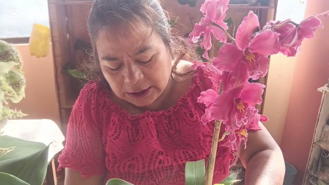 Me compré orquídeas bellísimas 💐