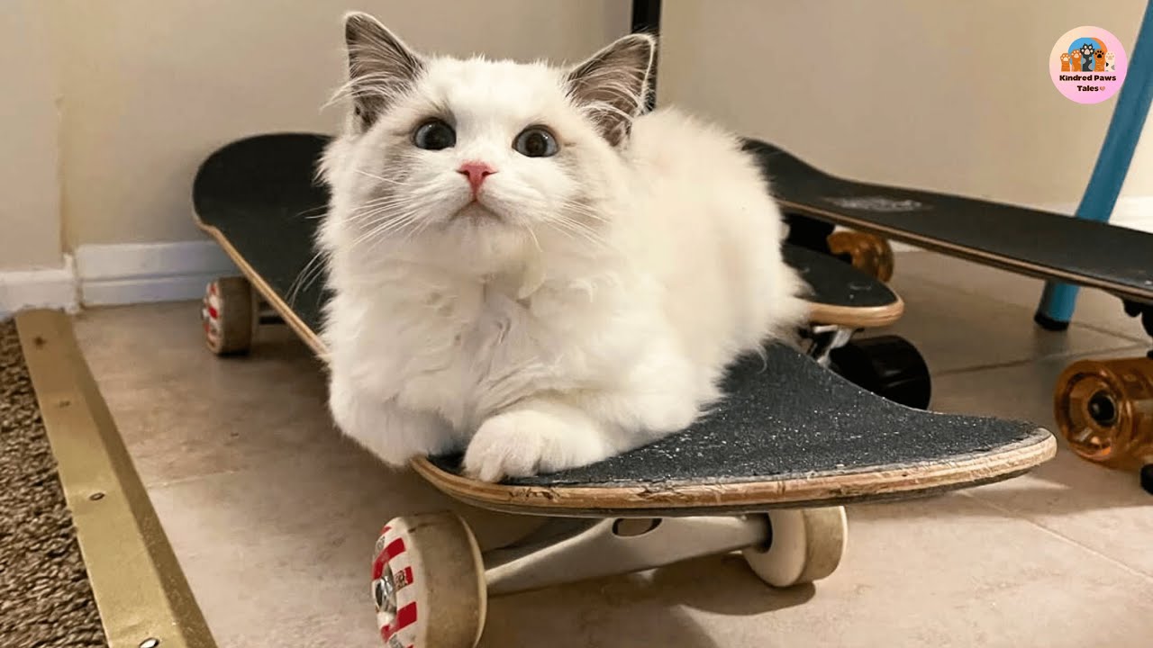 Pooky the Skater Kitten and Her Dad Turn the Kitchen Into a Rink
