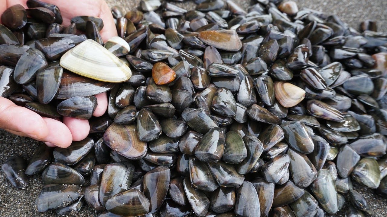Dibawah Pasir Laut Yg Sering Kita Injak Ada Kerang Ini || Auto Panen