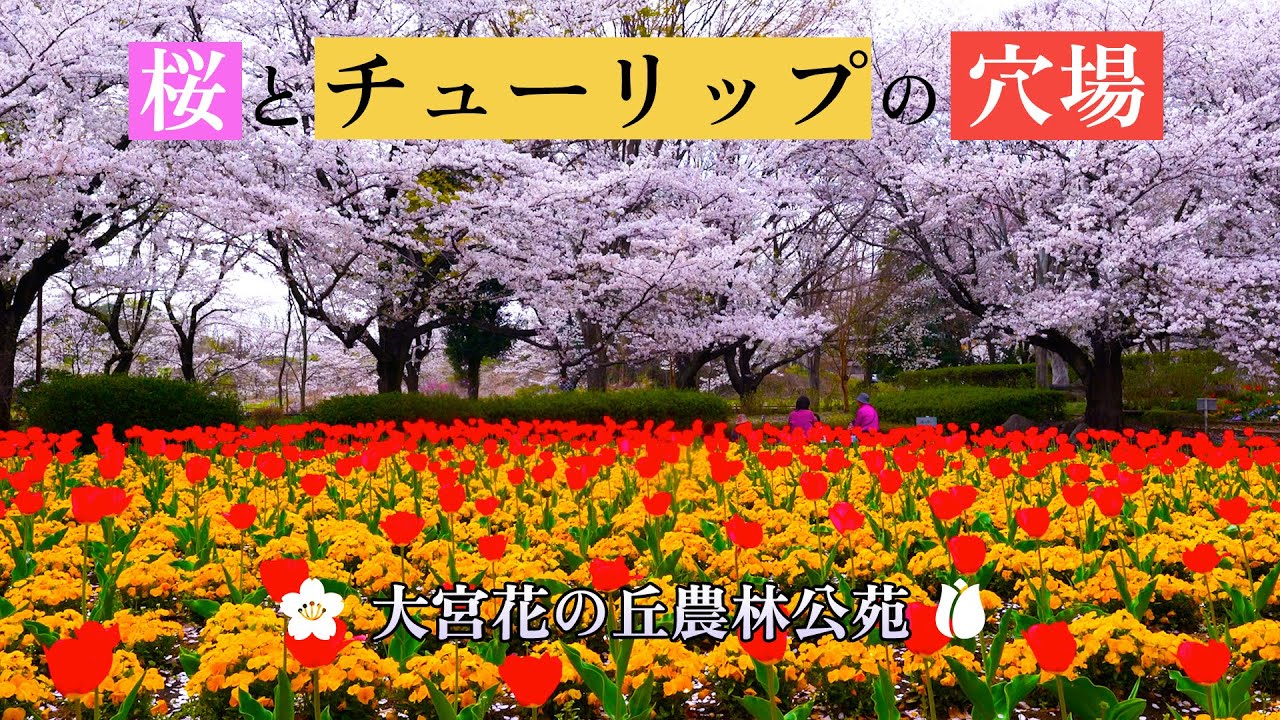 【埼玉の穴場】桜とチューリップの春コラボがすごすぎた｜大宮花の丘農林公苑