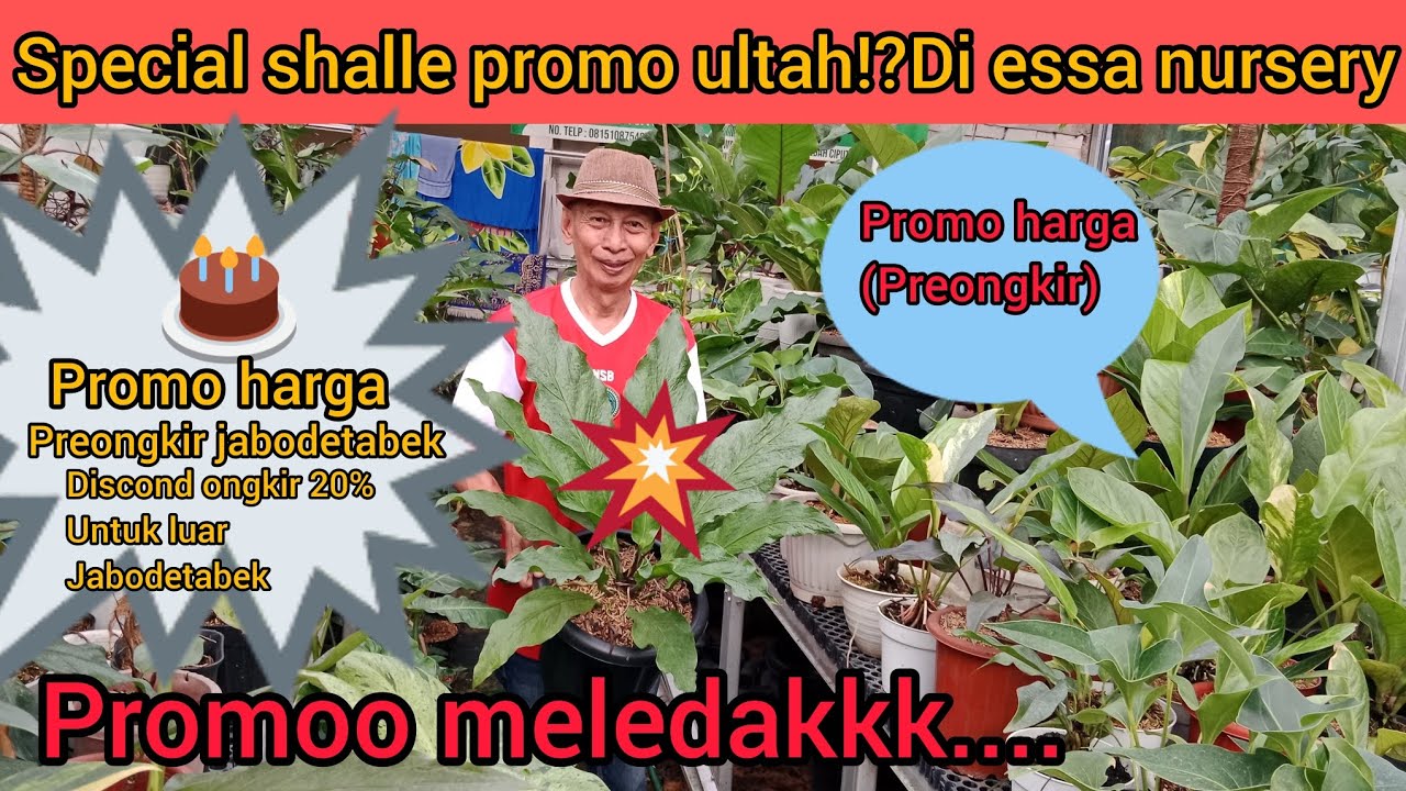 SPECIAL SHALE PROMO ULTAH⁉️DI ESSA NURSERY‼️PROMO PREONGKIR😲