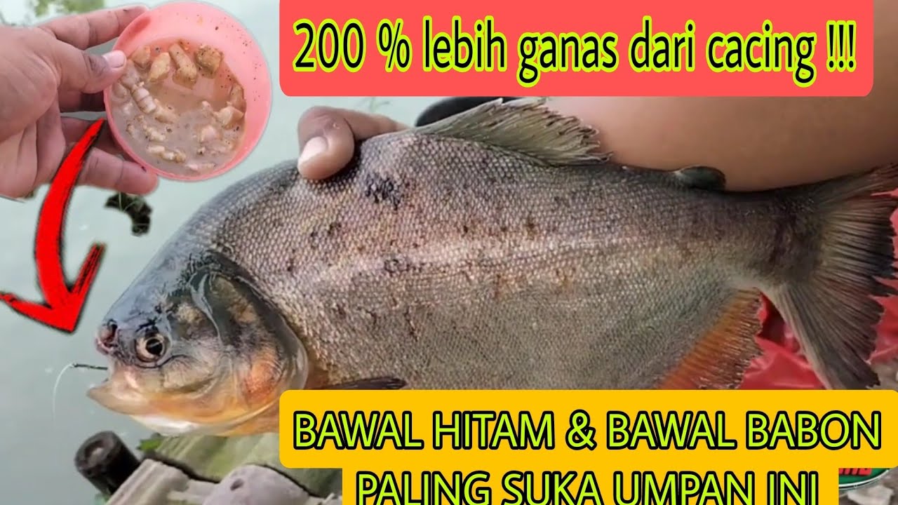 SERIUS Lebih ganas dari CACING KALUNG !!! RACIKAN INI COCOK UNTUK BAWAL BABON dan BAWAL MOGOK MAKAN
