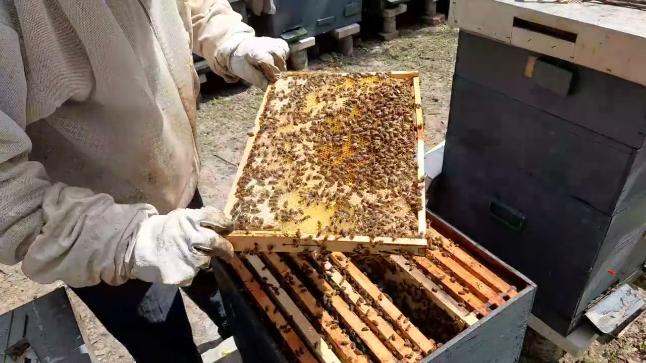 Rezerve de polen , cum nu am mai vazut