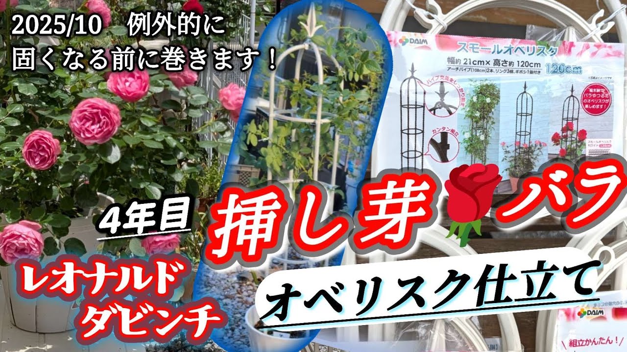 【バラ挿しめ】レオナルドダビンチ⇒オベリスク仕立てに４年目の秋。フライングですが枝が固いのでもうマキました。小さい可愛いスモールオベリスクです。本当の誘引は休眠期(冬）ですね～2025年10月17日