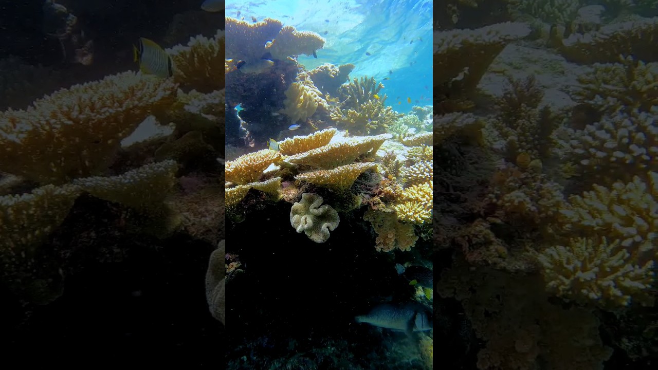 Life after Death|💙