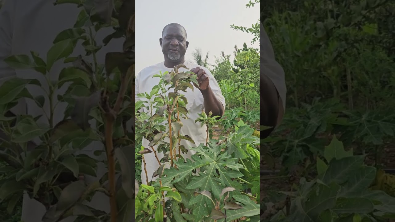 Le développement d un poirier au Niger ,suivis par Mr sidikou issifou 92636300