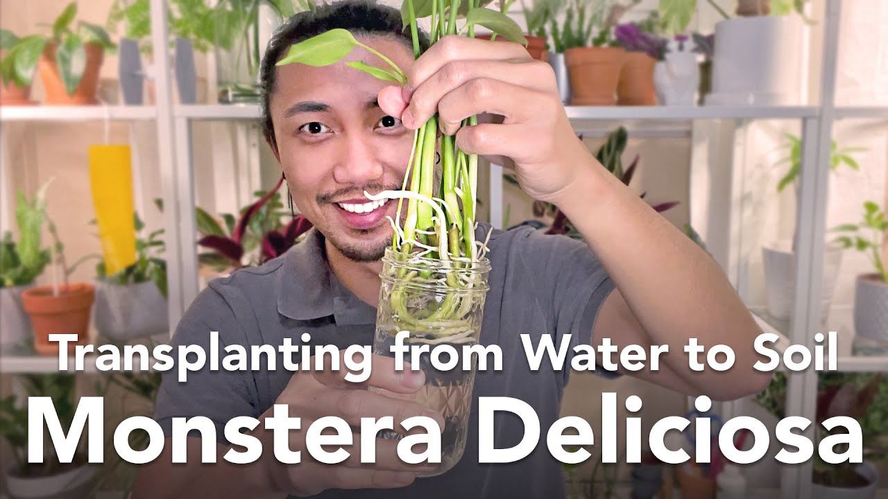 Пересадка черенков из воды в почву | Размножение монстеры деликатесной (Baby Monstera Deliciosa)