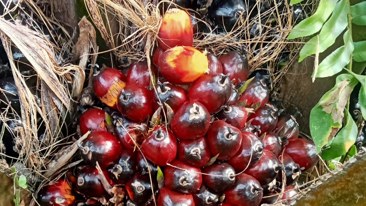 Ngecek buah sawit sebelum di panen 13 Februari 2026 #sawit 