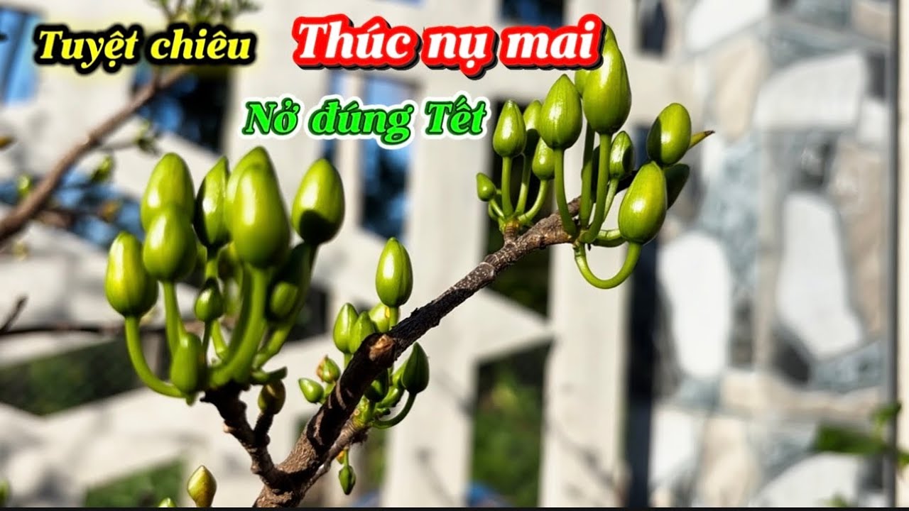 3 cách thúc nụ mai nhanh nở, đúng Tết-đơn giản dễ làm 