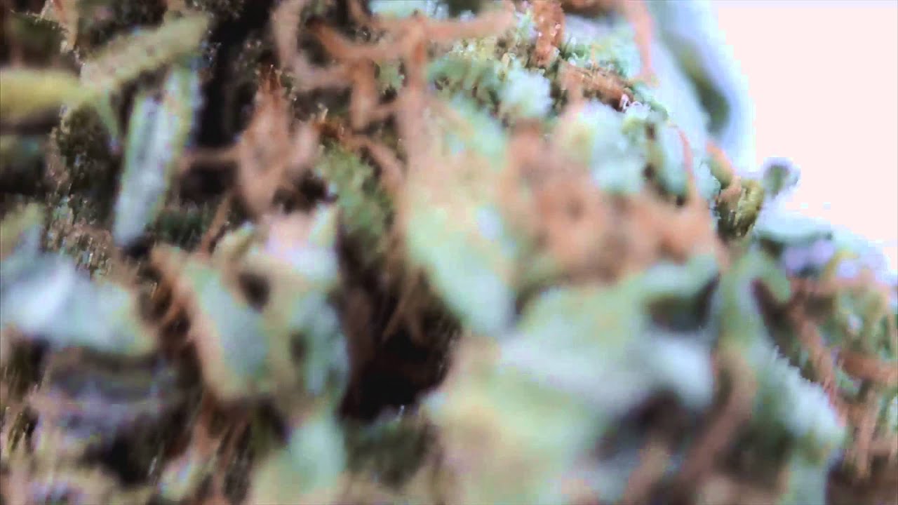 California Hashplant