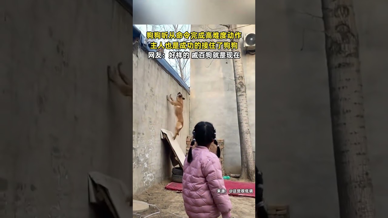 狗狗听从命令完成高难度动作，主人也是成功的接住了狗狗，网友：好样的。 #熱門 #狗子  #结果出乎意料