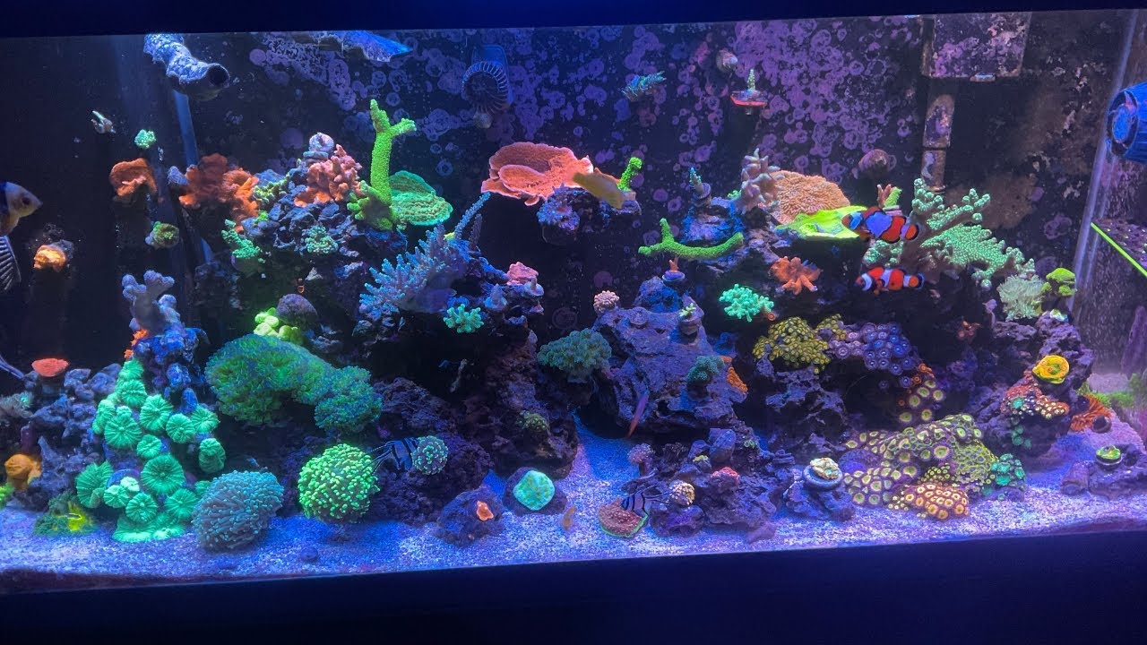 80 Gallon Reef Tank Update: New Baby Rockflower Anemone!