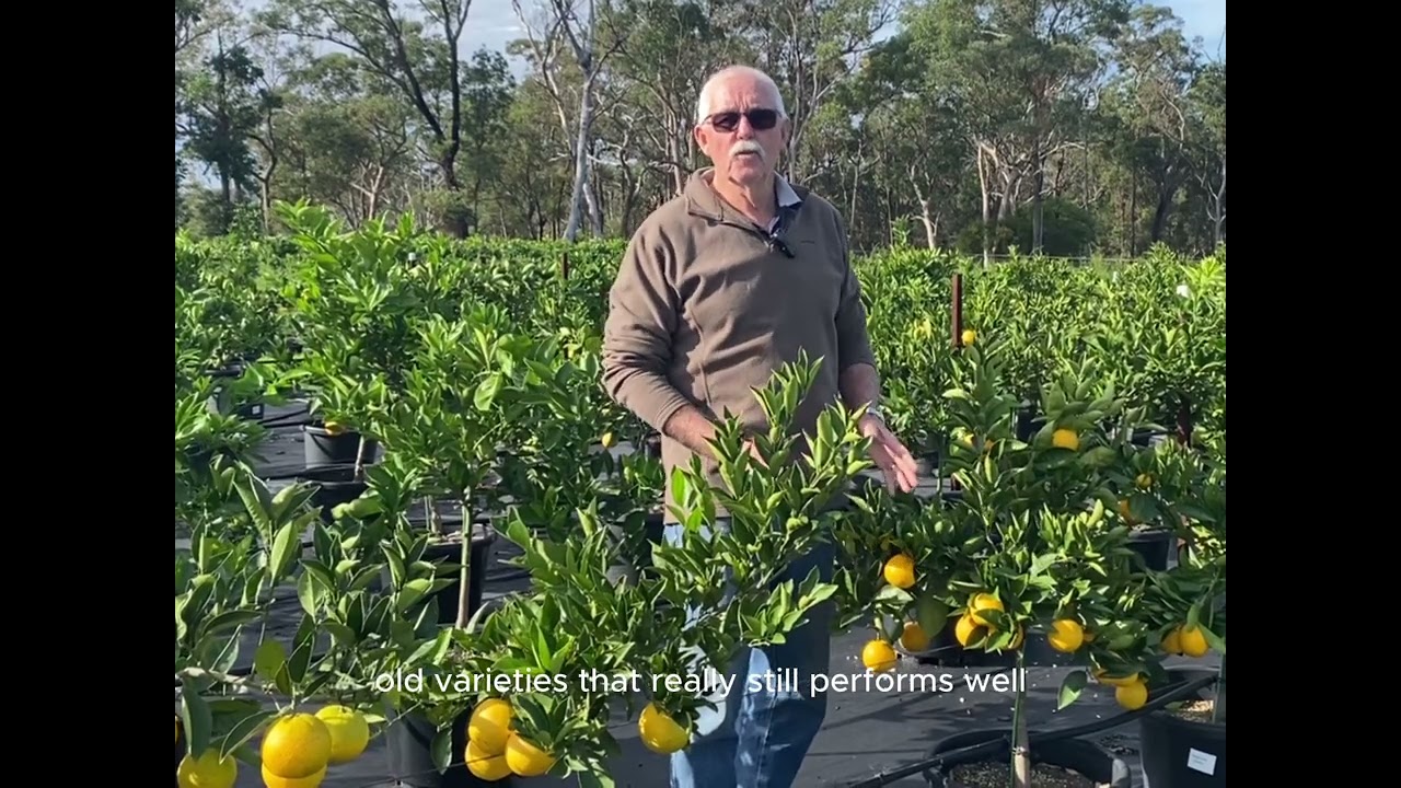 Washington Navel Orange – Best Sweet Citrus for Juicing & Eating