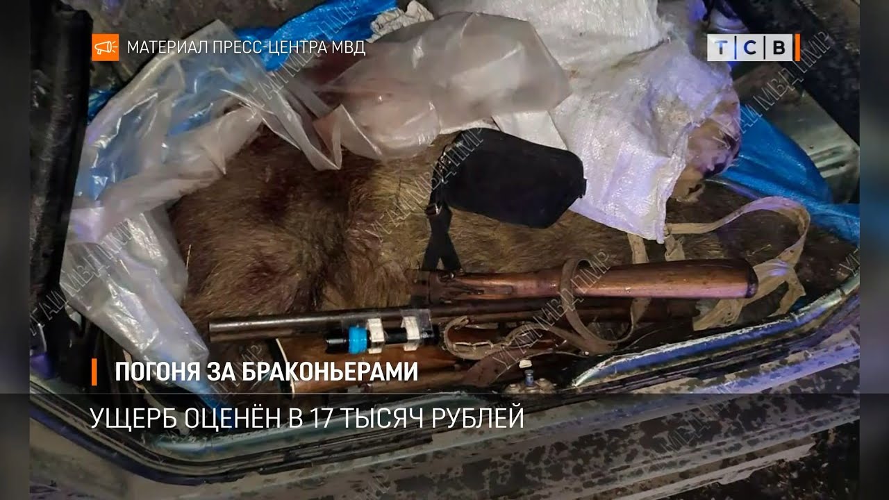 Погоня за браконьерами