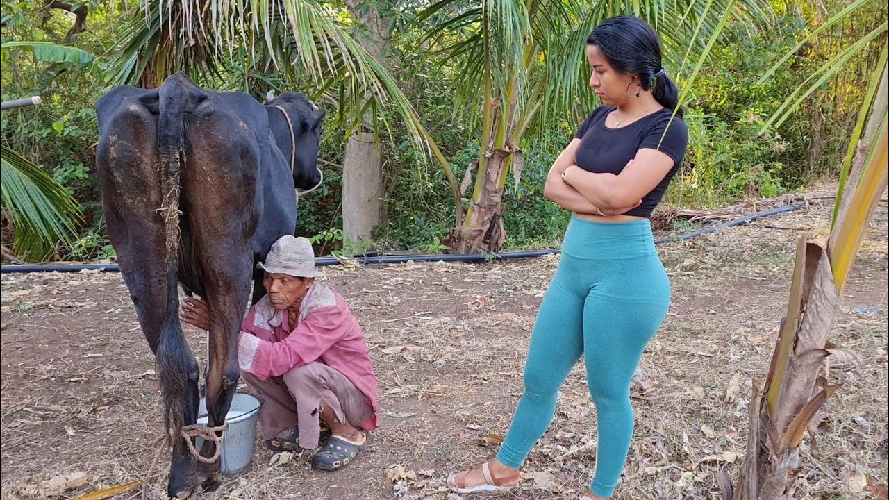 ¡¡Señor de 73 Años Trabajando Con Ganado!!