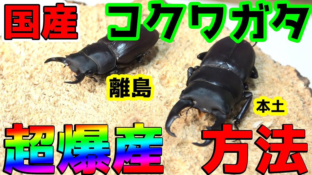 【これで完璧です！】国産コクワガタが好む産卵セットと離島に生息する採集できない幻のコクワガタを公開！