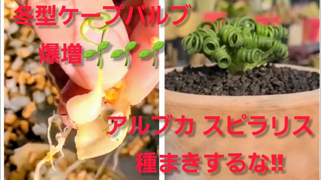 アルブカ・スピラリスの簡単!鱗片挿し動画解説#ケープバルブ #アルブカスピラリス#アルブカ#観葉植物 #球根植物 #アルブカスピラリス増やし方