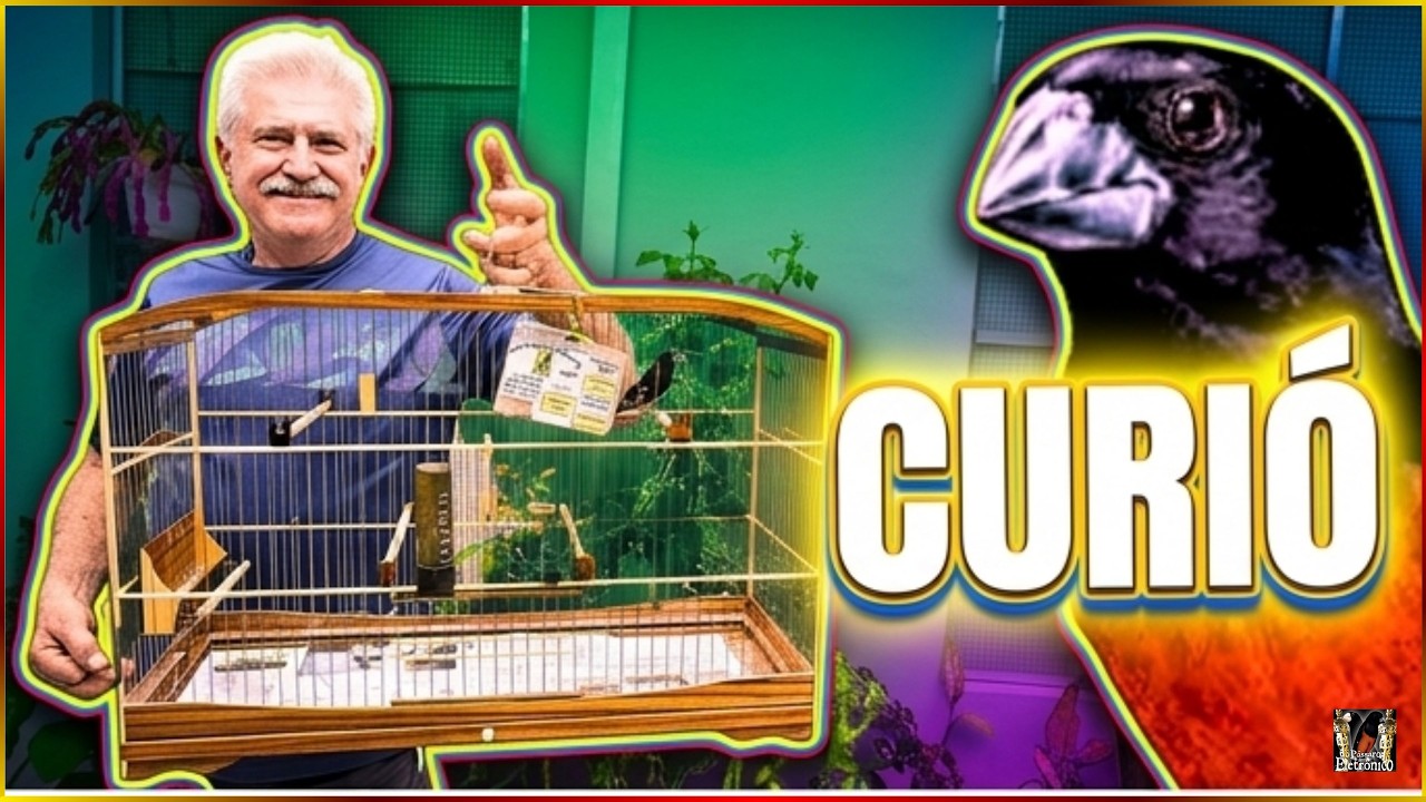 GRANDE CRIADOR DE Curió GARUZI 2º PARTE