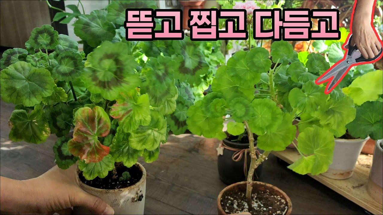 [4K] 예뻐진 제라늄을 더 예쁘게!!! 예쁜 수형을 위한 습관적 관리법 #제라늄 #pelargonium