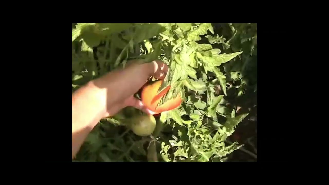 MERSİN ÇAMURLU DOMATES BAHÇE