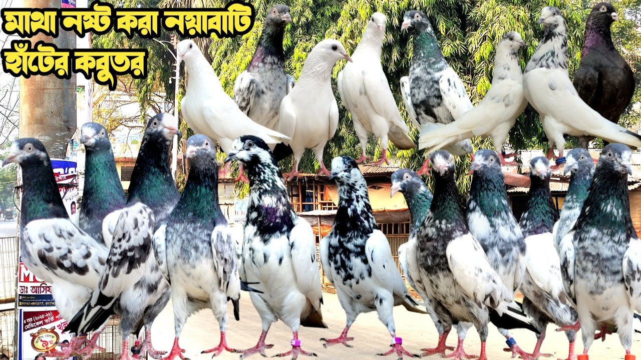 নয়াবাটি কবুতর হাট খুলনা ২৬-১২-২৫pigeon market in bangladesh,khulnapigeon market#নয়াবাটি কবুতরের হাট