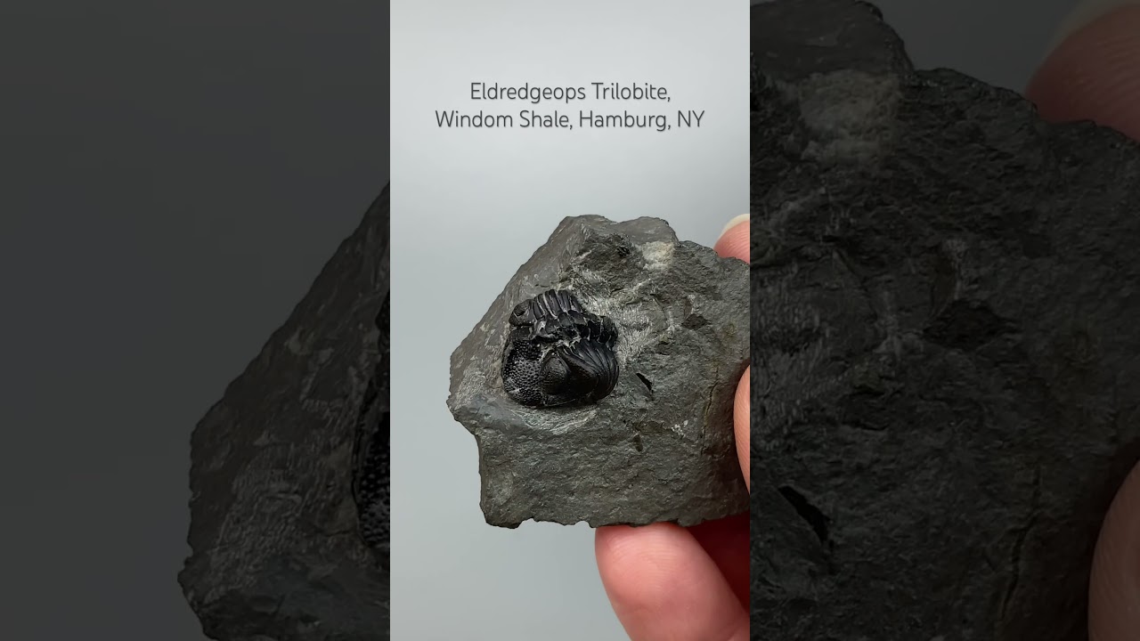 Trilobite (Eldredgeops) Former Phacops from the Windom Shale Erie Co. NY