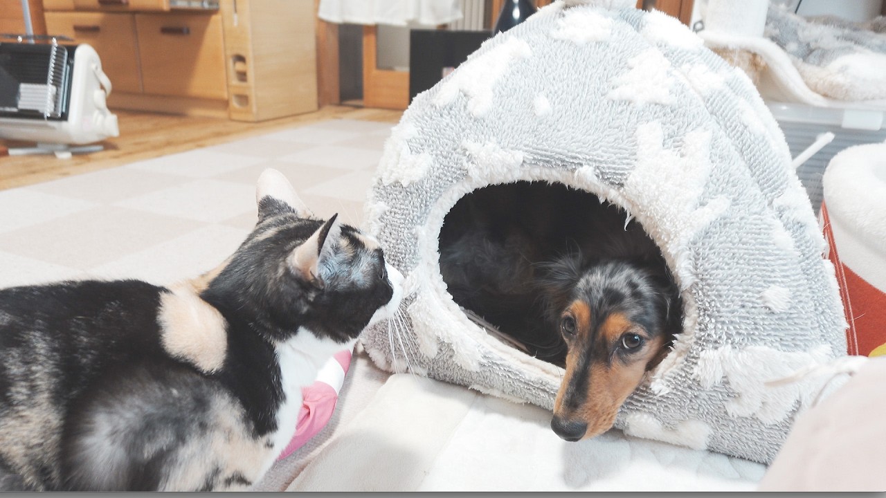 大人気のドームベッドをめぐっての犬と猫の攻防戦が可愛すぎました【カニンヘンダックスのレアと三毛猫ルナ】