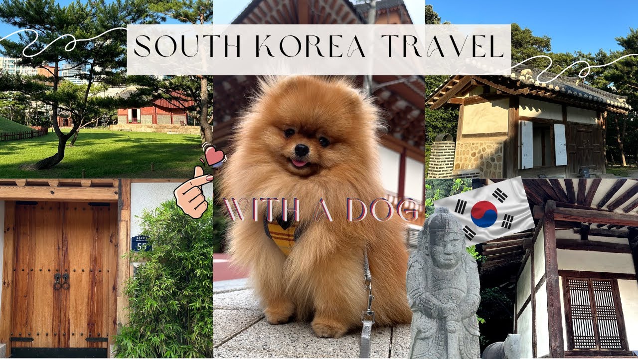 South Korea 🇰🇷 travel vlog with a dog 🐶