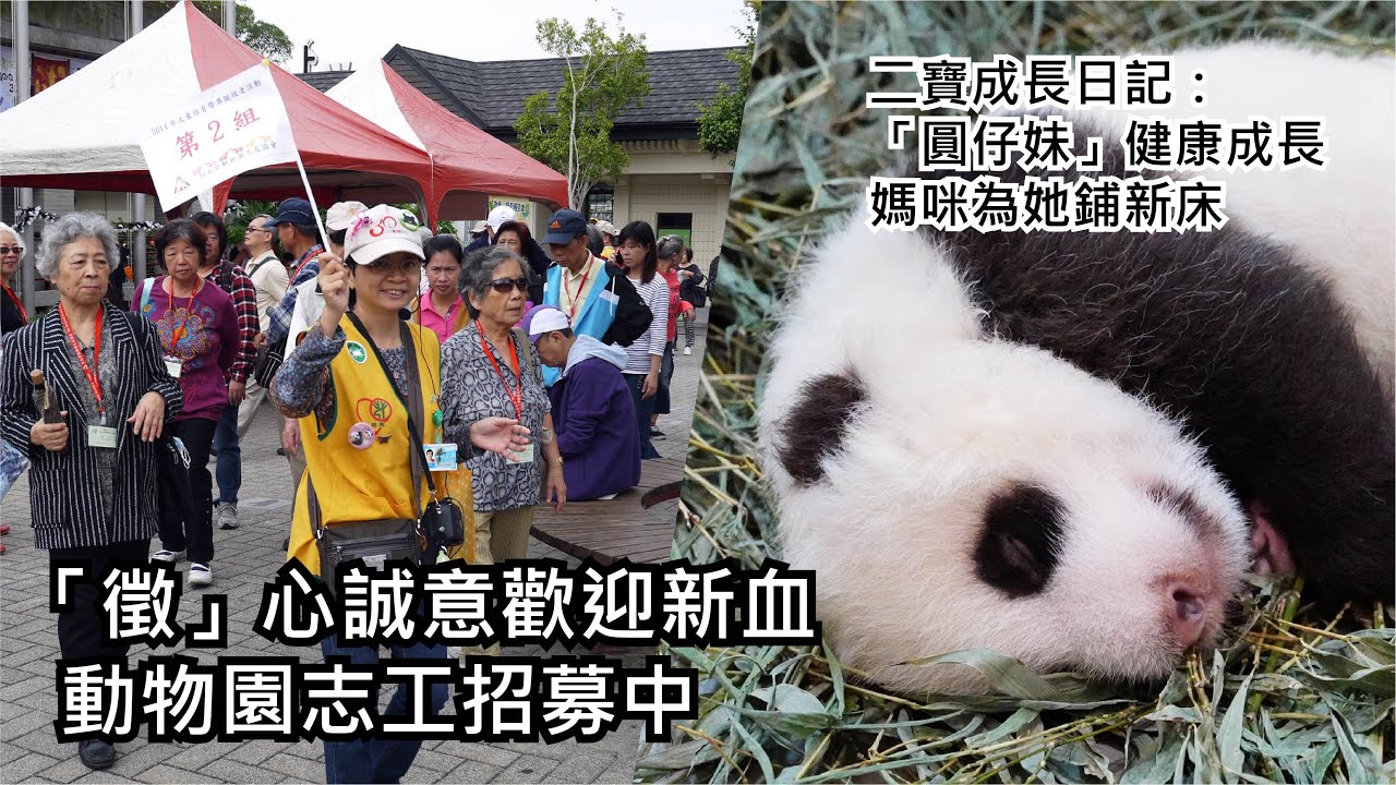 「徵」心誠意歡迎新血 動物園志工招募中 / 二寶成長日記：(Day 47) Giant Panda Second Cub's Journal