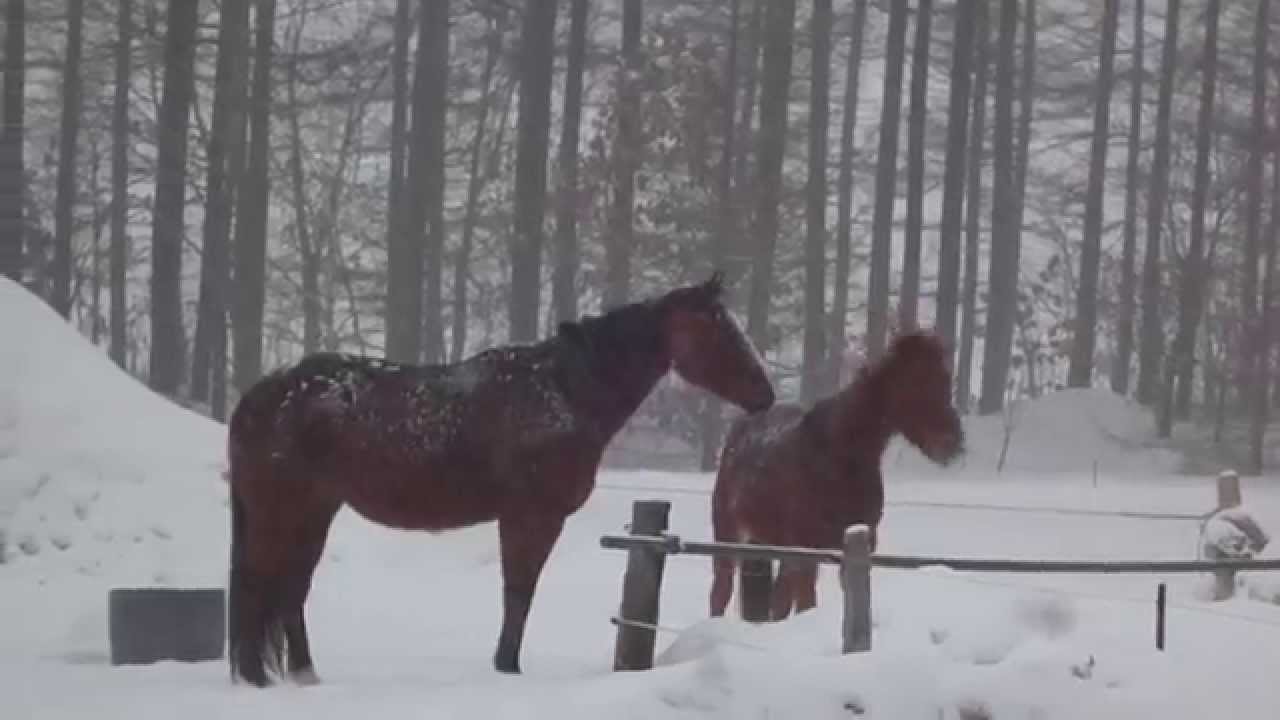 Northpole stable 2013 　雪で滑ってずっこける馬