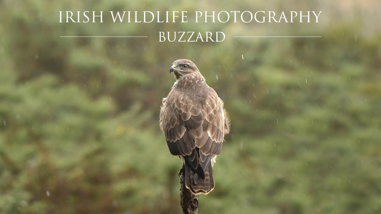 Irish Wildlife Photography - Buzzard and Jay from my Hide.
