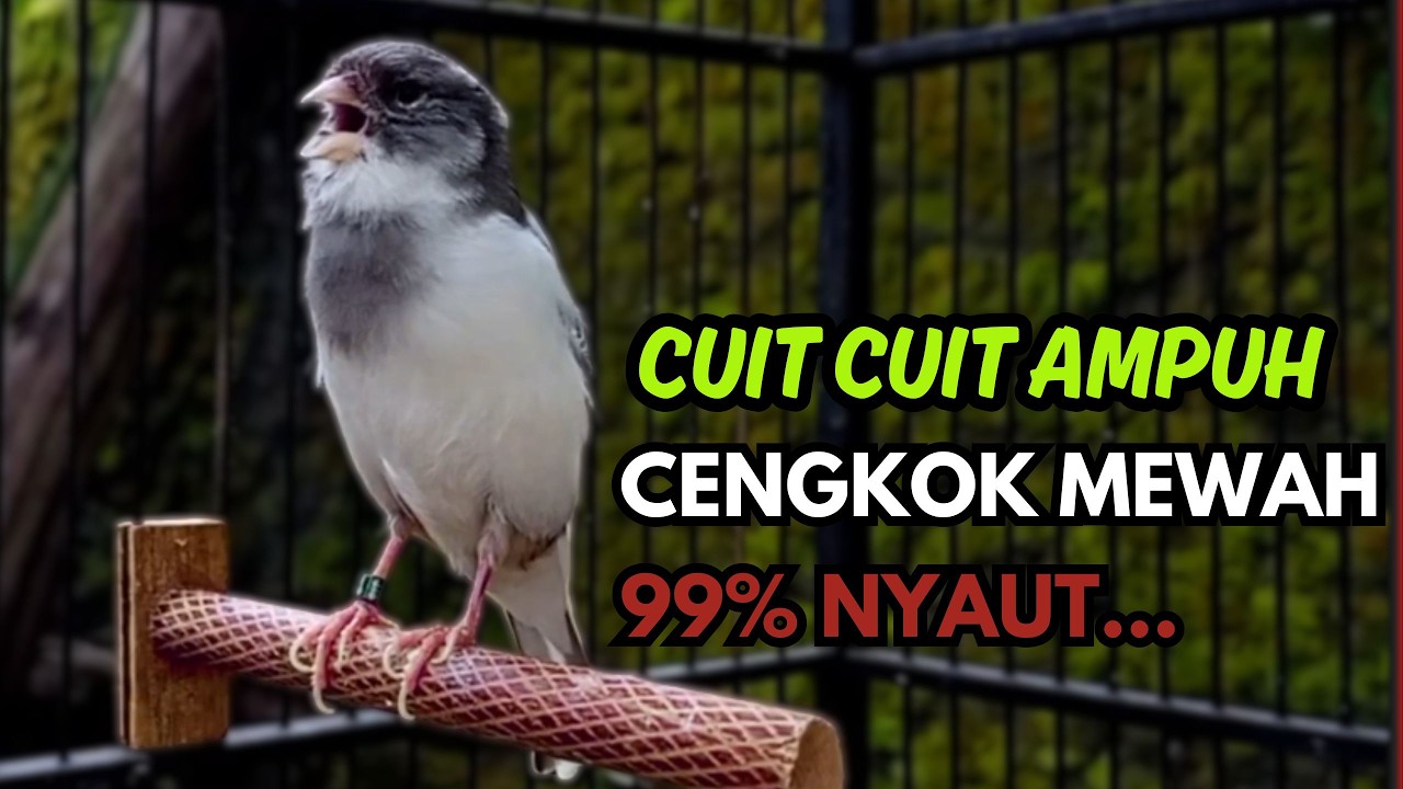 KENARI GACOR  Cuit CUIT BIRAHI SUARA Kenari MASTERAN TERBAIK UNTUK PANCINGAN & MASTERAN Kenari PAUD
