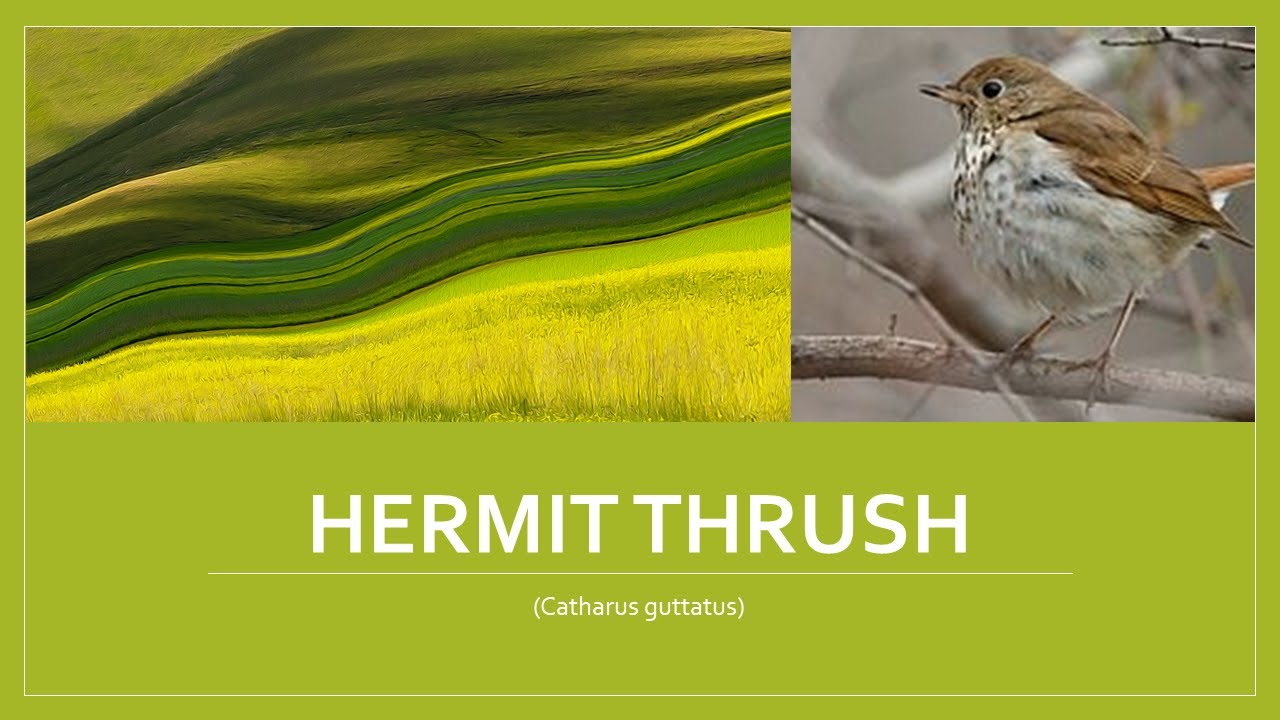 Speciation of the Hermit thrush (Catharus guttatus)