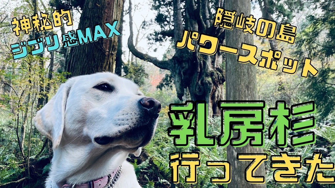 キャンピングカーで隠岐の島の樹齢800年の乳房杉に行って来た。