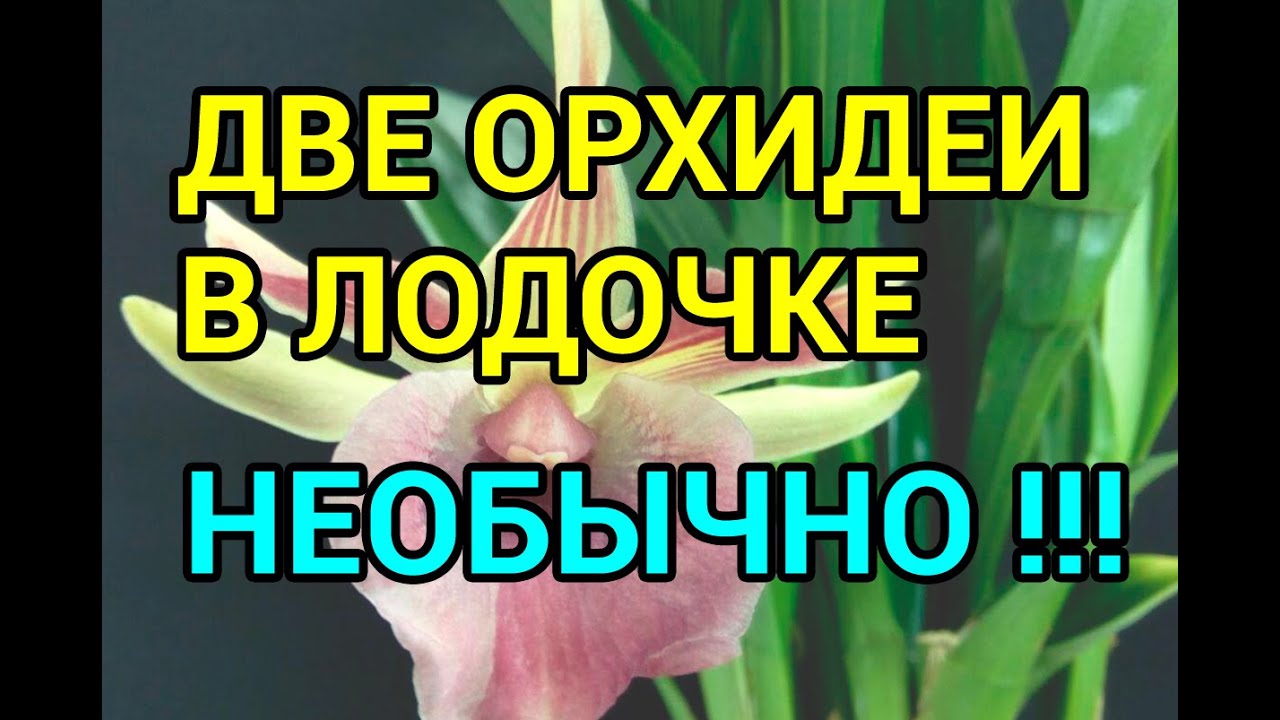 Две Орхидеи В ЛОДОЧКЕ !!!  Парная Посадка Орхидеи Кохлеантес !!!