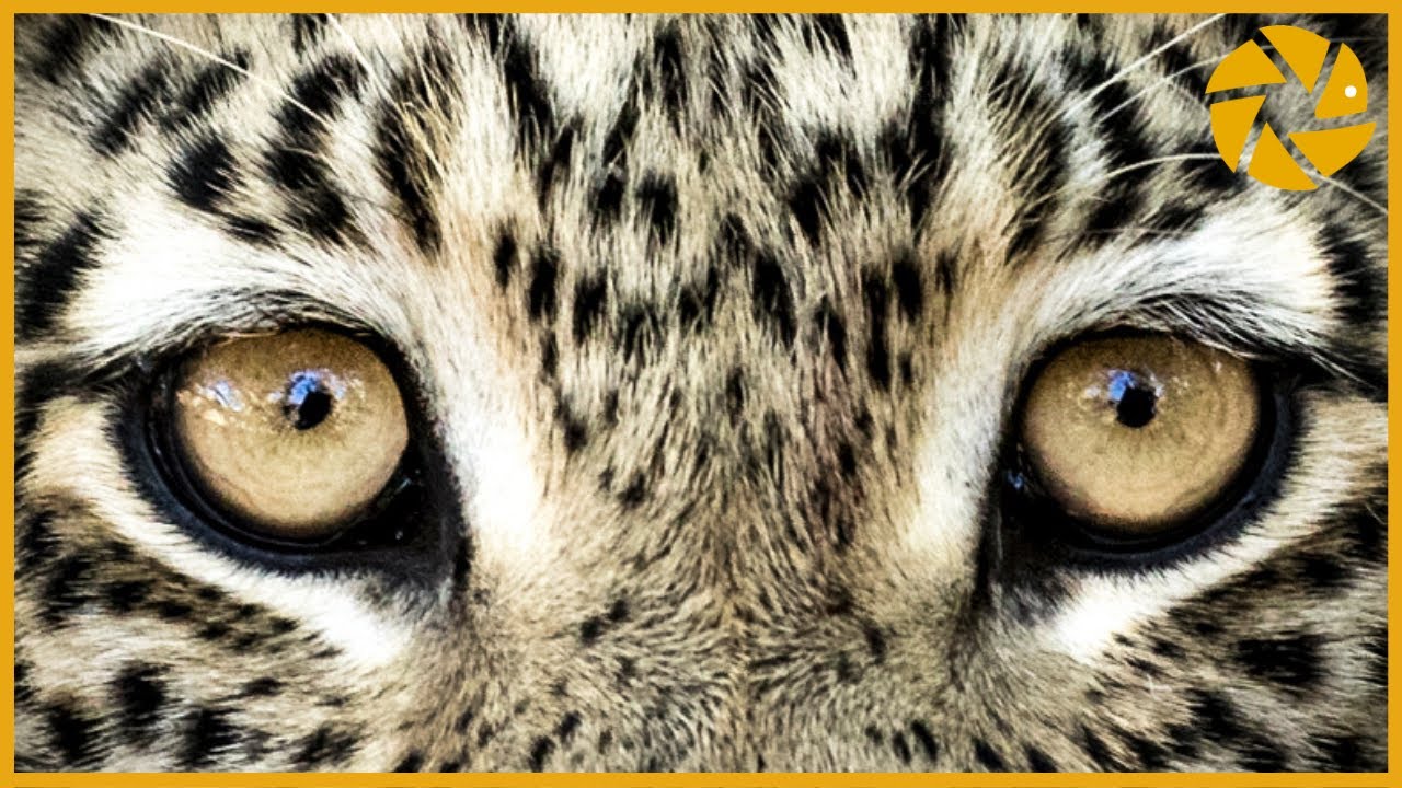 Cat's Eyes. Post Processing Wildlife Photography With Janine.