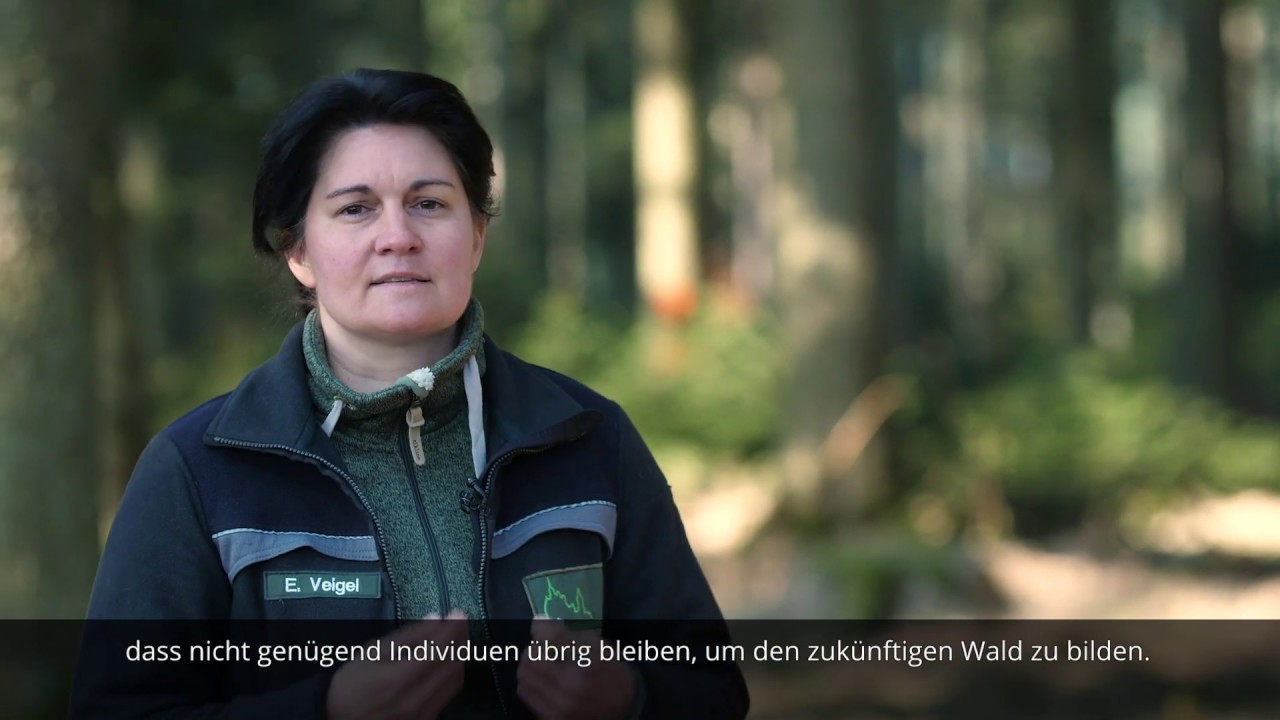 #waldbaumitwaidblick: Wie halten Sie es mit Wald und Wild?