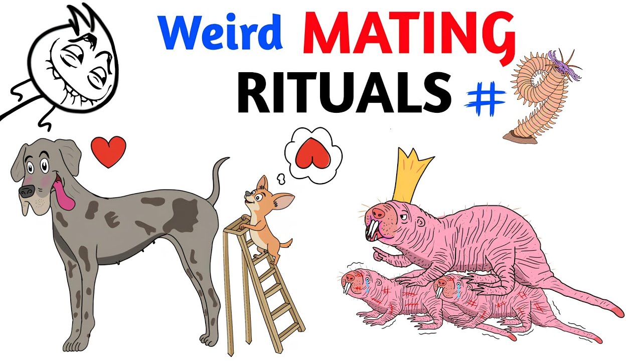 Worst Mating Rituals In Animal Kingdom - Part 9