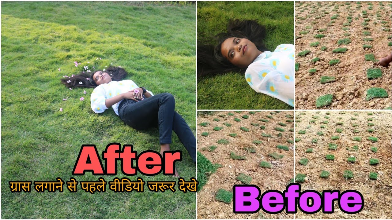 mexican Grass // ग्रास लगाना है तो ये mistake ना करे // Lush green grass for your lawn