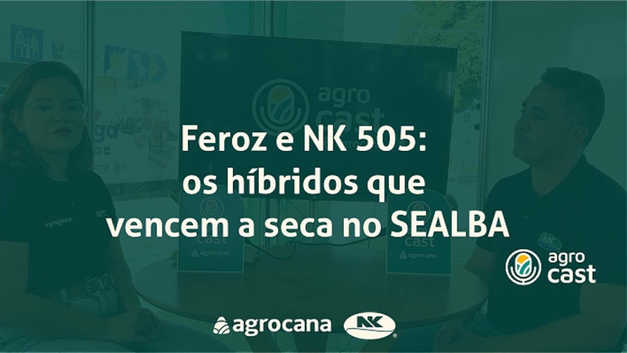 Feroz e NK 505: os híbridos que vencem a seca no SEALBA